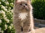 Zoe - Ragamuffin Kitten For Sale - Frankfort&comma; KY&comma; US