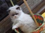 seal bicolor - Ragdoll Kitten For Sale - Bristow&comma; VA&comma; US