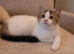 British shorthair boy - British Shorthair Kitten For Sale - 