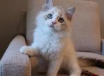 British longhair boy - British Shorthair Kitten For Sale - 