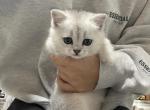 Mila - Scottish Straight Kitten For Sale - Everett&comma; WA&comma; US