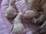Kats ravishing ragdolls kitten 2 - Ragdoll Kitten For Sale - Lancaster&comma; PA&comma; US