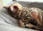 Bengal kittens - Bengal Kitten For Sale - New Lebanon&comma; OH&comma; US