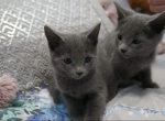 Russian Blue Kittens - Russian Blue Kitten For Sale - Dumfries&comma; VA&comma; US