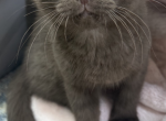Scottish Fold - Scottish Fold Kitten For Sale - Boyertown&comma; PA&comma; US