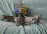 Beautiful snow mink litter - Bengal Kitten For Sale - Vista&comma; CA&comma; US