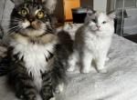 Ragcoon - Maine Coon Kitten For Sale - Myrtle Beach&comma; SC&comma; US