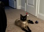 Chai - Siamese Cat For Adoption - Bloomingdale&comma; GA&comma; US
