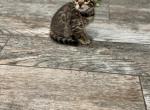 Sheba - Bengal Kitten For Sale - Pottsboro&comma; TX&comma; US
