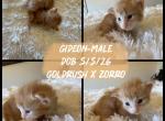 Gideon - Maine Coon Kitten For Sale - Redding&comma; CA&comma; US