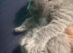 zenas litter - Russian Blue Kitten For Sale - Boston&comma; MA&comma; US
