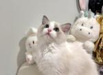 Lisa - Ragdoll Kitten For Sale - Durham&comma; NC&comma; US
