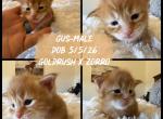 Gus - Maine Coon Kitten For Sale - 