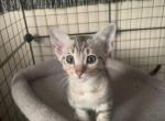 F4 Silver Savannah - Savannah Kitten For Sale - Ridgecrest&comma; CA&comma; US