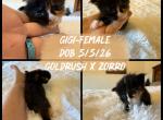 Gigi - Maine Coon Kitten For Sale - Redding&comma; CA&comma; US