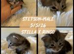 Stetson - Maine Coon Kitten For Sale - Redding&comma; CA&comma; US