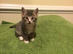 Littles bugs - Domestic Kitten For Sale - Nottingham&comma; MD&comma; US
