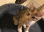 Littles bugs - Domestic Kitten For Sale - 