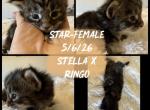 Star - Maine Coon Kitten For Sale - Redding&comma; CA&comma; US