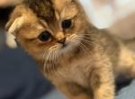 Scottish Fold - Scottish Fold Kitten For Sale - Brooklyn&comma; NY&comma; US
