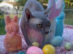 Elf sphynx female - Sphynx Cat For Sale - Miami&comma; FL&comma; US