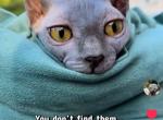 Elf sphynx female - Sphynx Cat For Sale - Miami&comma; FL&comma; US