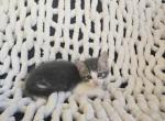 Bo - Domestic Kitten For Sale - Ellington&comma; CT&comma; US