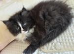 Black and white male persian ragdoll - Persian Kitten For Sale - McKinney&comma; TX&comma; US