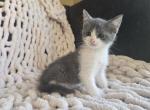 Bea - Domestic Kitten For Sale - Ellington&comma; CT&comma; US