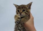Aida F2 Savannah TICA - Savannah Kitten For Sale - W Sacramento&comma; CA&comma; US