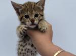 Addy F2 Savannah TICA - Savannah Kitten For Sale - 