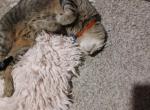 Lily - Domestic Cat For Adoption - TX&comma; US