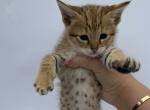 Abra F2 Savannah TICA - Savannah Kitten For Sale - W Sacramento&comma; CA&comma; US