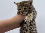 Enber F2 Savannah TICA - Savannah Kitten For Sale - 