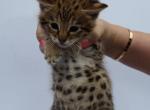 Enzo F2 Savannah TICA - Savannah Kitten For Sale - W Sacramento&comma; CA&comma; US