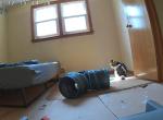 Mika - Domestic Cat For Adoption - Buffalo&comma; NY&comma; US