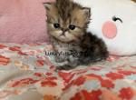 Golden - Persian Kitten For Sale - Fort Worth&comma; TX&comma; US