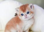 Figaro - British Shorthair Kitten For Sale - WA&comma; US