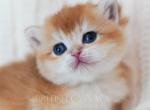 Fiona - British Shorthair Kitten For Sale - 
