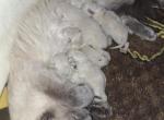Bubbles' Third Batch - Tonkinese Kitten For Sale - Lead&comma; SD&comma; US