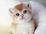 Flora - British Shorthair Kitten For Sale - 