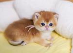 Goldie - British Shorthair Kitten For Sale - 