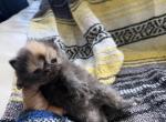 Persian litter kittens - Persian Kitten For Sale - Altamonte Springs&comma; FL&comma; US