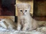 Ginger - Scottish Fold Kitten For Sale - 