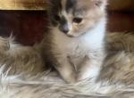 Luna - Scottish Fold Kitten For Sale - Clackamas&comma; OR&comma; US