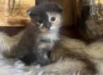 Lily - Scottish Fold Kitten For Sale - 