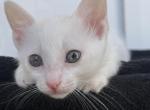 Coco - Domestic Kitten For Sale - Augusta&comma; GA&comma; US