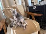 Al - Maine Coon Kitten For Sale - Yakima&comma; WA&comma; US