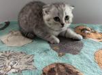 Zeke - Scottish Fold Kitten For Sale - 
