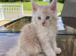 Eitan - Maine Coon Kitten For Sale - Campbell&comma; NY&comma; US